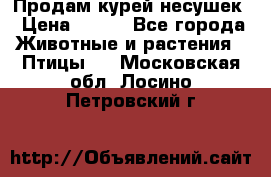 Продам курей несушек › Цена ­ 350 - Все города Животные и растения » Птицы   . Московская обл.,Лосино-Петровский г.